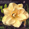 Thumbnail #5 of Hemerocallis  by Sherlock221