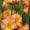 Thumbnail #5 of Hemerocallis  by corgimom