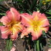 Thumbnail #3 of Hemerocallis  by MollyJane