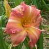 Thumbnail #2 of Hemerocallis  by DaylilySLP