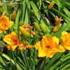 Thumbnail #2 of Hemerocallis  by CATSSTAFF