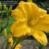 Thumbnail #4 of Hemerocallis  by frmdeath2life