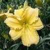 Thumbnail #3 of Hemerocallis  by Melissa_Ohio