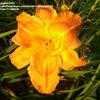 Thumbnail #2 of Hemerocallis  by pigeon1943