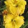 Thumbnail #1 of Hemerocallis  by Calif_Sue