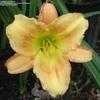 Thumbnail #2 of Hemerocallis  by TerriFlorida