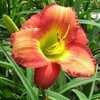 Thumbnail #4 of Hemerocallis  by Hemental