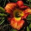 Thumbnail #3 of Hemerocallis  by Tree_Climber