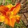 Thumbnail #1 of Hemerocallis  by BUFFY690