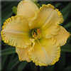 Thumbnail #2 of Hemerocallis  by mystic