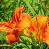 Thumbnail #4 of Hemerocallis  by BUFFY690