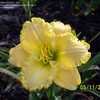 Thumbnail #3 of Hemerocallis  by goldilocks0613