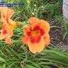 Thumbnail #1 of Hemerocallis  by Agnis