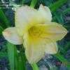 Thumbnail #1 of Hemerocallis  by carolann