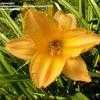 Thumbnail #2 of Hemerocallis  by pigeon1943