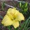 Thumbnail #1 of Hemerocallis  by TerriFlorida