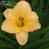 Thumbnail #5 of Hemerocallis  by rwbigfoot