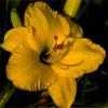 Thumbnail #4 of Hemerocallis  by carolann