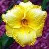 Thumbnail #5 of Hemerocallis  by carolann