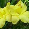 Thumbnail #3 of Hemerocallis  by Hemental