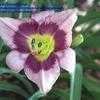 Thumbnail #5 of Hemerocallis  by fearneyhough