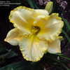 Thumbnail #4 of Hemerocallis  by merigold