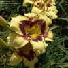 Thumbnail #2 of Hemerocallis  by DaylilySLP