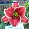 Thumbnail #1 of Hemerocallis  by fearneyhough