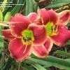 Thumbnail #3 of Hemerocallis  by corgimom