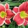 Thumbnail #2 of Hemerocallis  by Calif_Sue