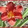 Thumbnail #1 of Hemerocallis  by fearneyhough