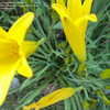 Thumbnail #1 of Hemerocallis citrina by FL_Gator