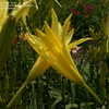 Thumbnail #3 of Hemerocallis citrina by PrimroseSue