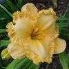 Thumbnail #1 of Hemerocallis  by Calif_Sue