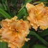 Thumbnail #4 of Hemerocallis  by vossner