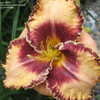 Thumbnail #4 of Hemerocallis  by daryl