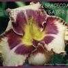 Thumbnail #1 of Hemerocallis  by fearneyhough