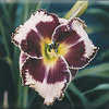 Thumbnail #3 of Hemerocallis  by mystic