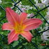 Thumbnail #4 of Hemerocallis  by _tina_