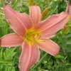 Thumbnail #2 of Hemerocallis  by Badseed