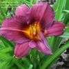 Thumbnail #2 of Hemerocallis  by msanjelpie