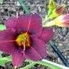 Thumbnail #1 of Hemerocallis  by msanjelpie