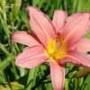 Thumbnail #5 of Hemerocallis  by Joy