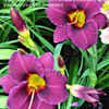 Thumbnail #4 of Hemerocallis  by Bubbeez