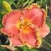Thumbnail #2 of Hemerocallis  by Calif_Sue