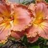 Thumbnail #5 of Hemerocallis  by MikenMyrtle