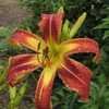 Thumbnail #5 of Hemerocallis  by frmdeath2life