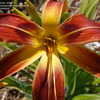 Thumbnail #4 of Hemerocallis  by jessmerritt