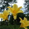 Thumbnail #3 of Hemerocallis  by DaylilySLP