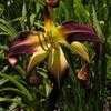 Thumbnail #3 of Hemerocallis  by Tree_Climber